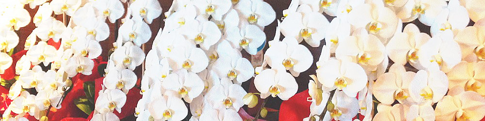 胡蝶蘭を六本木に最短＆最安で贈れるおすすめサービス